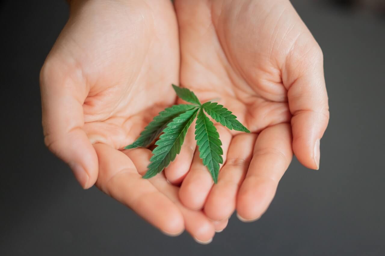 cannabis news header 1