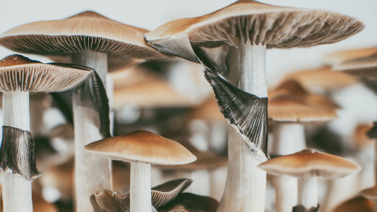 Toronto Mushrooms
