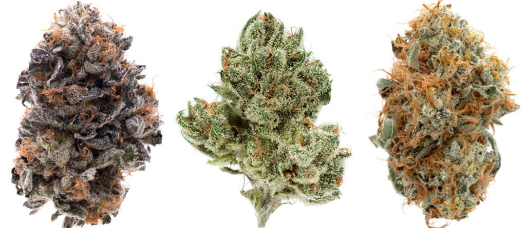 Am image of 3 types of marijuana strains