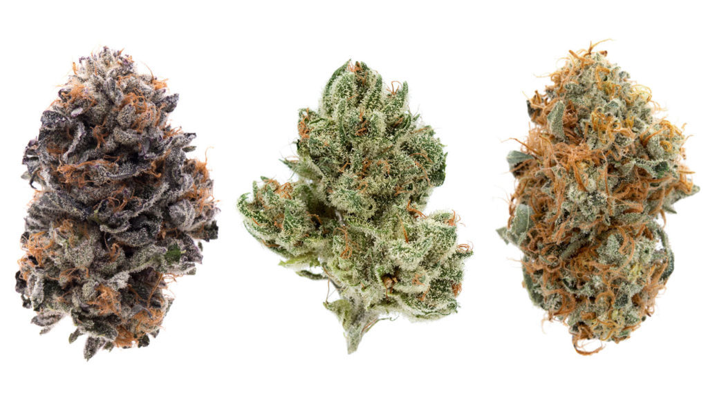 Am image of 3 types of marijuana strains