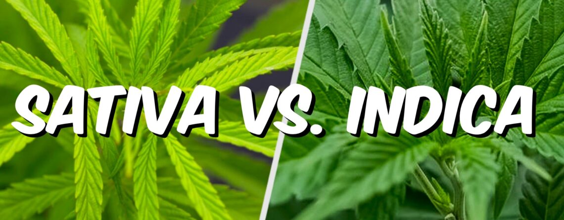 differences between sativa and indica