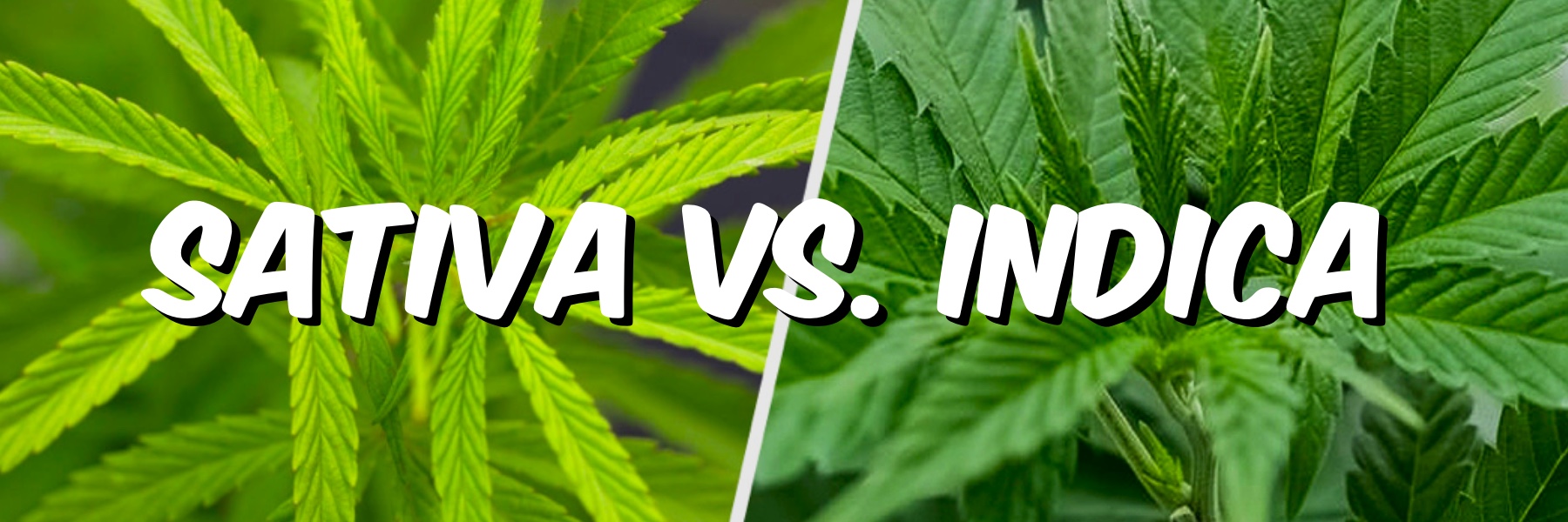 differences between sativa and indica