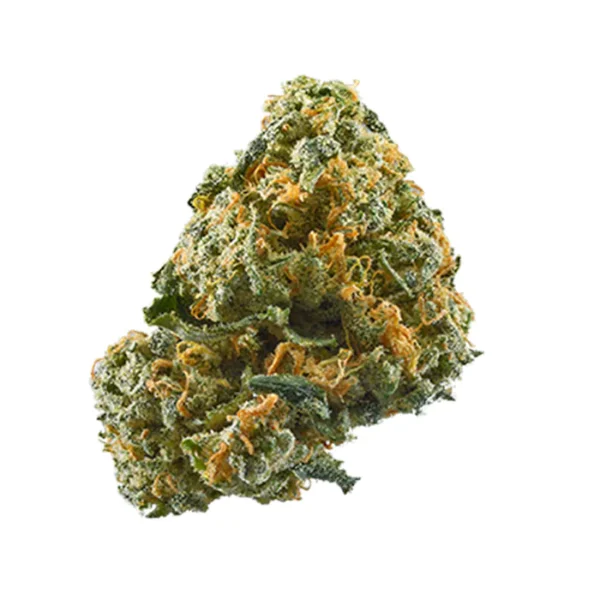 Snow Montana marijuana strain