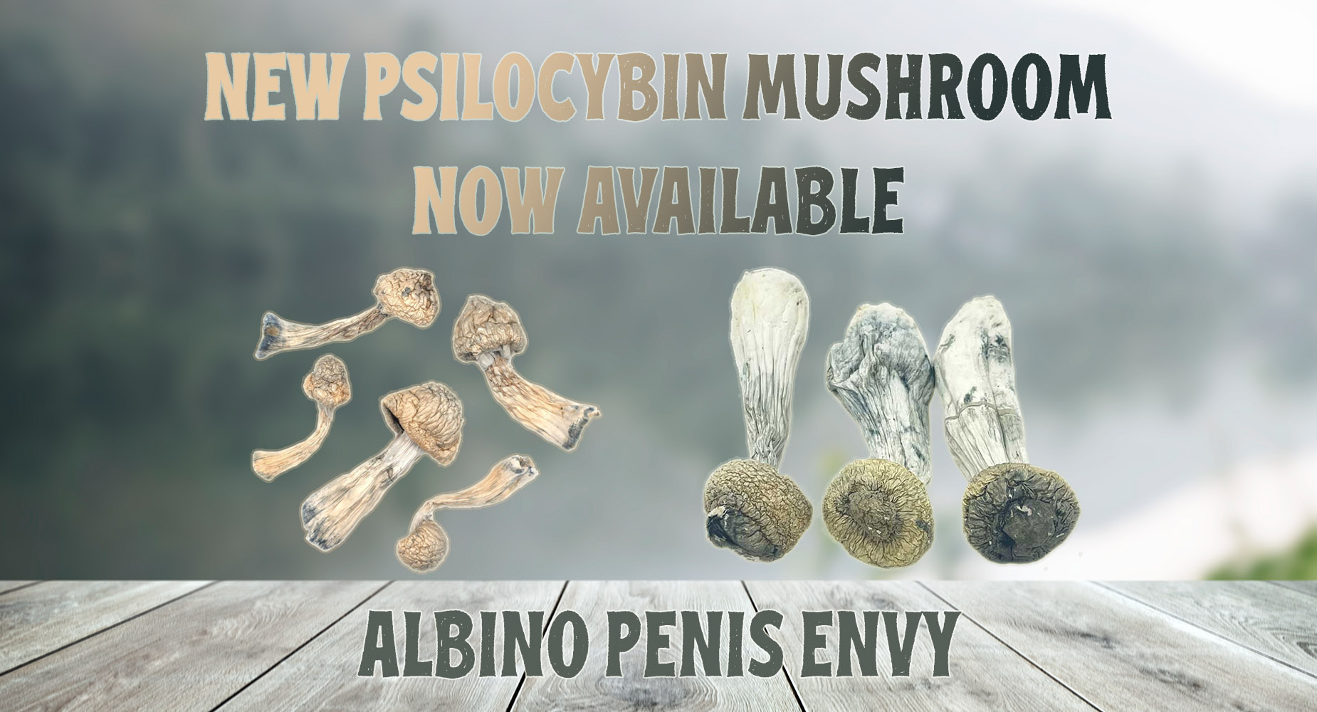 shrooms banner